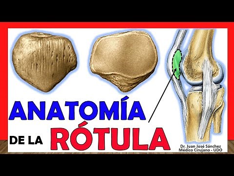 🥇 Anatomy of the PATELLA. Quick, Easy, and Simple!