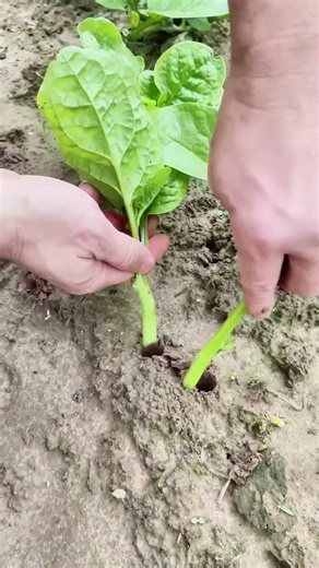3 Steps to Divide Spinach Seedlings Dig Separate Plant #shorts #gardening #farming