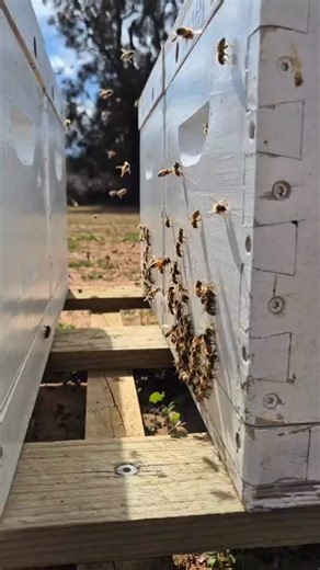 Our Almond Pollination in Victoria is currently under way 🙌🏼 A vital part of the food chain, and also a very high protein pollen source for the bees 🐝🌼 #beekeepers #beekeeping #bushliving #honey #queenandhoney #queenandhoney | Queen and Honey