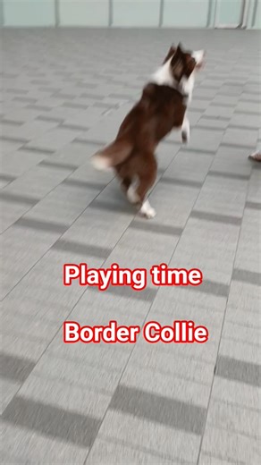 Dog Breed / Border Collie/ #bordercollie #dog #dogbreed #shorts