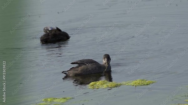 Video series of American Coot families on a lush Canadian lake in summer. Captures nesting, feeding, and chicks exploring the water. Perfect for nature and wildlife projects.