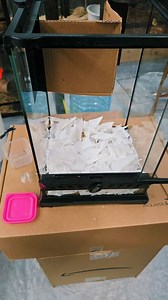 1.8M views · 35K reactions | Smaller wasp nest that we added to the family and got set up. #waspsfamily #waspsnest #waspseason #waspsofinstagram #waspsting #waspband #waspcontrol #waspremoval #waspnetwork #waspnest #wasps #wasp #hymenopterans #hymenoptera #venomousinsect #venomousinsects #venom #venomman20 #venomouskeeper #venomous | Venomman20 | Facebook