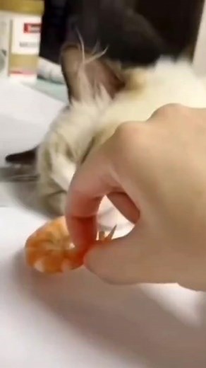 Cat Enjoys Tasty Shrimp Snack in Cozy Indoor Setting