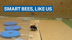 11M views · 75K shares | Researchers just discovered that bees can teach and learn from each other, just like we do. | Quartz | Facebook