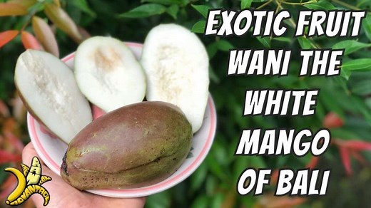 Exotic Fruits | Wani the White Mango of Bali - The Raw Advantage