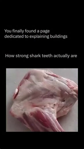 Explaining All Animals on Instagram: "Follow @explaining.animals to learn everything about animals one post at a time 🧠🔥 Shark teeth are incredibly strong because they are built for gripping, tearing, and cutting through tough prey. Unlike human teeth, sharks constantly replace theirs—some species can grow tens of thousands of teeth in a lifetime. Each tooth is coated with a hard, enamel-like material called fluoroapatite, making the teeth highly resistant to decay and pressure. 
