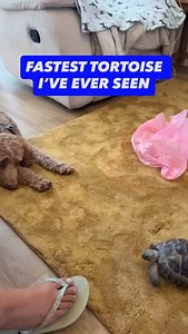 Fastest tortoise ever 😂😂😂 | Funny.Vids