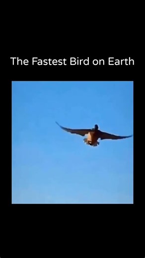 The Peregrine Falcon over 186 mph (300 km/h) during a high-speed hunting dive called a stoop
