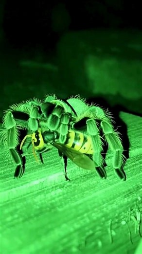 “Hornet Trapped Alive — Spider’s Perfect Cocoon” #nightvision #animals #burrowcam #greenvision
