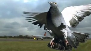 Bionik – Was ist das? | sofatutor.com