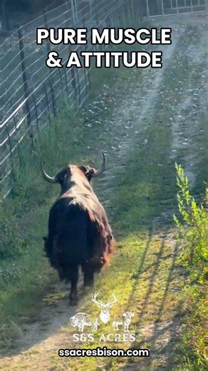 We Raise Yaks in Ohio — Meet Russell the Yak Bull | S&S Acres