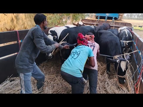 cow loading and unloading video 2025