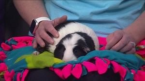 Ex-pro wrestler arrested in fatal stabbing