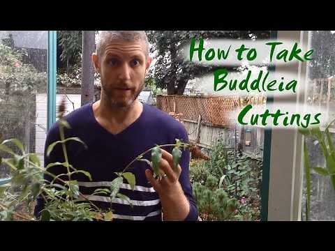 How to Take Buddleia Cuttings