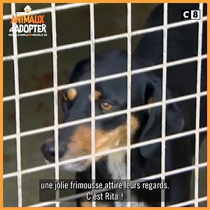 « On a envie de la prendre dans les bras ! » Découvrez le coup de coeur de cette famille pour Rita sur le replay d’ #AnimauxàAdopter disponible sur myCANAL : https://can.al/AAA | C8