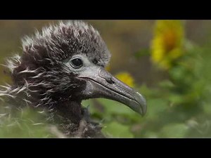 Albatross film trailer
