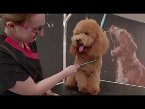 Wool Coat Dog Grooming Guide