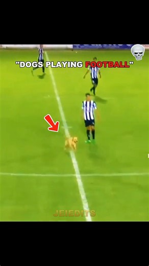 DOGS PLAYING FOOTBALL VS CATS 😼#animals #trollface #skulledit #usa