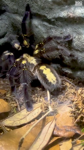 The wonders of webbing! Check out this video of our gooty sapphire tarantula, Ulrich, showing off her web-making skills! Native to southeast India, these critically endangered tarantulas create asymmetrical funnel webs to catch their prey. Video from Herpetology/Aquarium Care Specialist Liam #Spiders #Tarantula #Arachnid #Syracusezoo #Syracuse #CNY #OnondagaCounty #OnondagaCountyParks | Rosamond Gifford Zoo