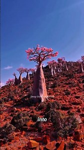 The Alien Trees of Socotra Island Are REAL! 🌸🌍 #facts #earth #tree #socotra #shorts #youtube #alien