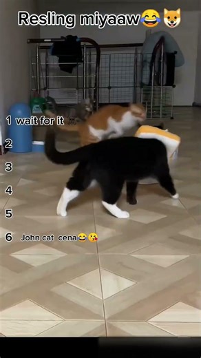 John Cat Cena's unexpected finisher! 😂 #shorts #wwe