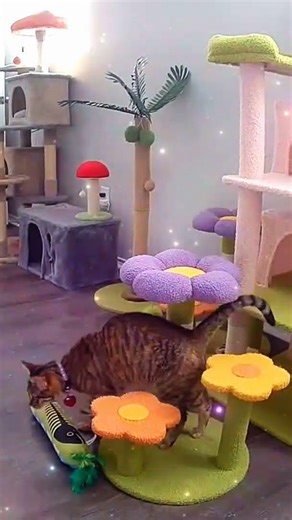 Spring garden #cute #meow #cat #pets #video #2026 #fyp