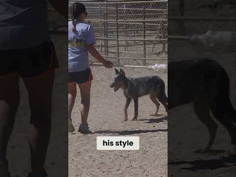 Amazing Beauceron Herding Skills!