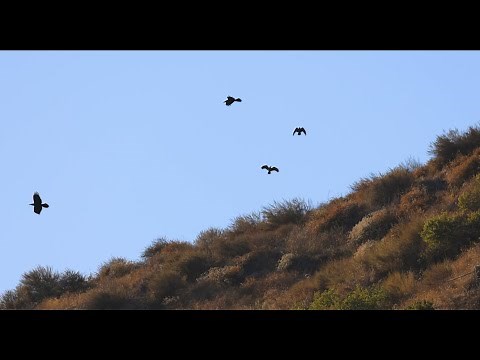 Young ravens displaying skilled aerial maneuvers
