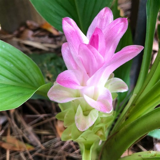 Queen Lily Ginger (Curcuma petiolata) Flower Care