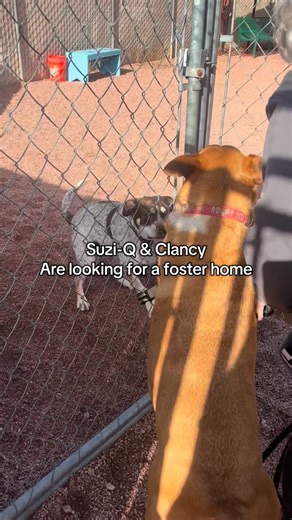 ✨ Meet Suzi-Q & Clancy✨ Suzi-Q is a 9-year-old Pointer mix and Clancy is a 5-year-old Australian Cattle Dog. These two are a bonded pair who love playing with toys, running around the yard, and spending time together. Clancy is in need of ACL surgery and is looking for a foster home to help him recover. His foster will help with medications and monitoring his activity during healing. And Suzi-Q will be right by his side through it all. When you foster with HSCAZ, we provide all medical care, sup