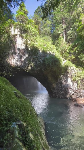 Forest Floor on TikTok