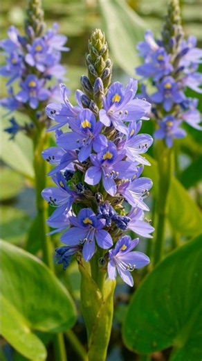 Pickerelweed life cycle 🌱#Timelapse #millionviews #PlantGrowth #Gardening #Viral #Shorts