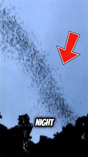 20 Million Bats… ZERO Crashes 🦇 How?