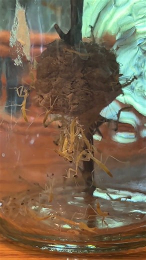 I Was NOT Ready for THIS Many Praying Mantises
