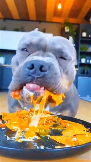 American Bully Dog DESTROYS Nachos! 🌮😂