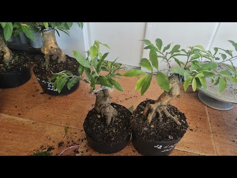 29/3 🥰 0368.79.79.89 🥰 30 CODE NUMBERS - VARIOUS TYPES OF CHEAP APRICOT BLOSSOMS