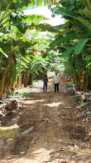 De Utinga para o mundo: 85% de bananas de primeira com o manejo da VITAS BRASIL! 🍌🚀​ Visitamos a Fazenda Soledade, na Bahia, para conferir de perto a transformação na produção de bananas. Há um ano, a propriedade adotou 100% das soluções VITAS BRASIL e o resultado é impressionante: 85% da colheita agora atinge a classificação máxima.​ ​ O segredo? Nutrição inteligente e sem agressão ao solo. Nossos fertilizantes são livres de Ureia e Cloro (Cl), garantindo produtividade e longevidade para a la