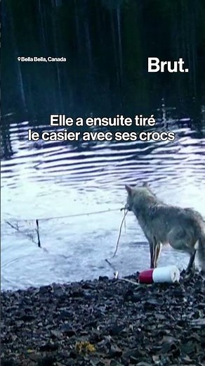 Une louve remonte elle-même un piège à crabe pour se nourrir.