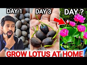 How to Grow Lotus From Seeds (2 Method) | Grow Lotus Plant at Home