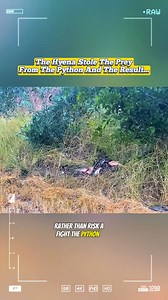 The hyena stole prey from the python and the result… | Wild Animals
