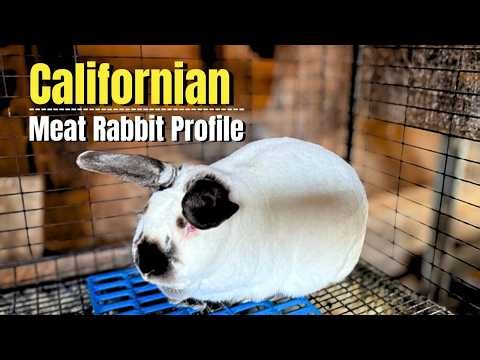 Get to Know the Californian Meat Rabbit Breed (Breed Profile)