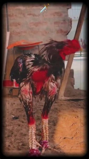 Sandai Seval Mass Status Video #rooster #sandaiseval #sevalsandai #trendingshorts #sevalvideo