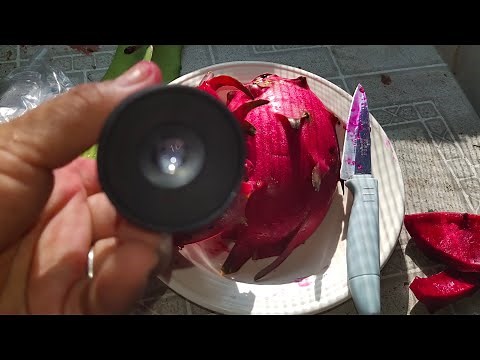 How to use refractometer to measure brix| Brix Scale| Valdivia Roja Dragon Fruit hybrid