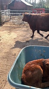 Something that will never get old. The best part of the job is welcoming new life onto the farm. #cows #calf #beef #agriculture #farm #newlife #calving #farmlife | Forsters' Farm Shop
