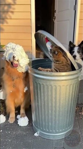 Cat’s Surprise Cream Attack on a Dog! #FunnyPets