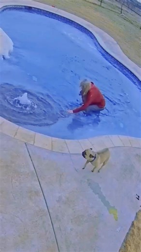 Woman Jumps in Frozen Pool to Rescue Dog #longervideos #fypシ゚viral #foryourpages #foryoupagе #lifeguard #rescue #drowning #viraltiktok #satisfyingvideos #asmrsounds #satisfy