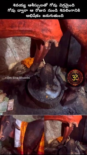 గోవు విగ్రహం లో నుండి శివలింగానికి అభిషేకం జరుగుతుంది #cow #shiva #om #god #devotional #hindudeity