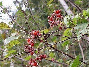Rubus lambertianus - Alchetron, The Free Social Encyclopedia