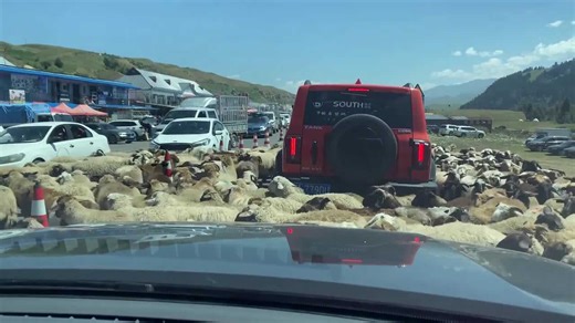 Dozens of sheep surround car on rural road in China