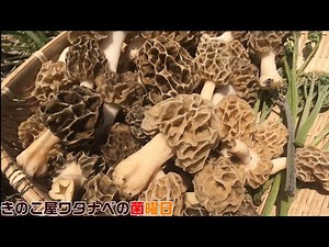 アミガサタケめっちゃありました。【Morel mushroom】【きのこ屋ワタナベの菌曜日2020.04.17】